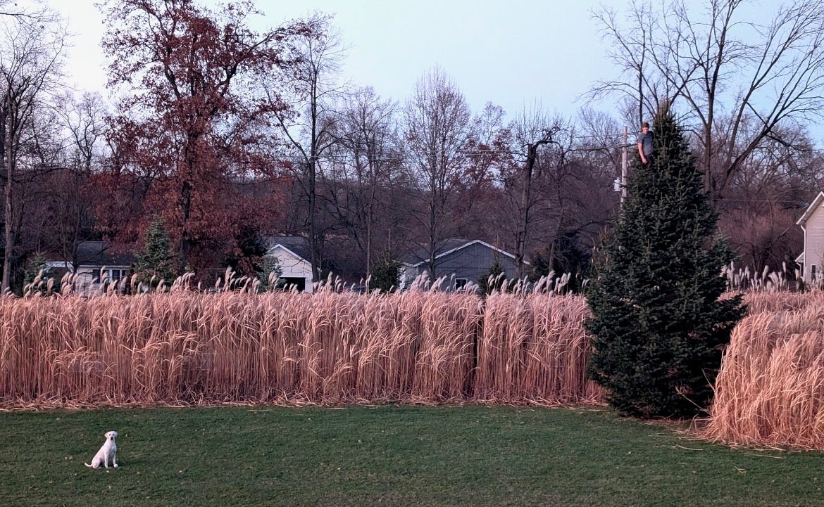 100 Count Rhizomes