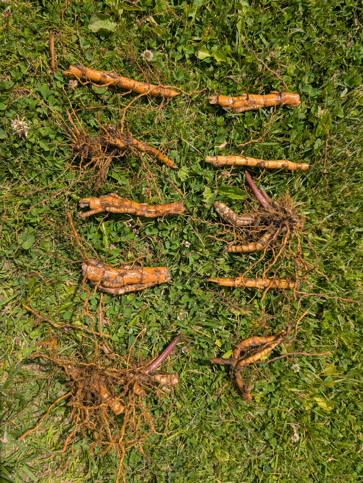 100 Count Rhizomes